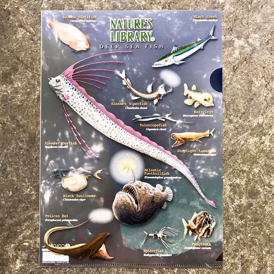 動物圖鑑-A4資料夾