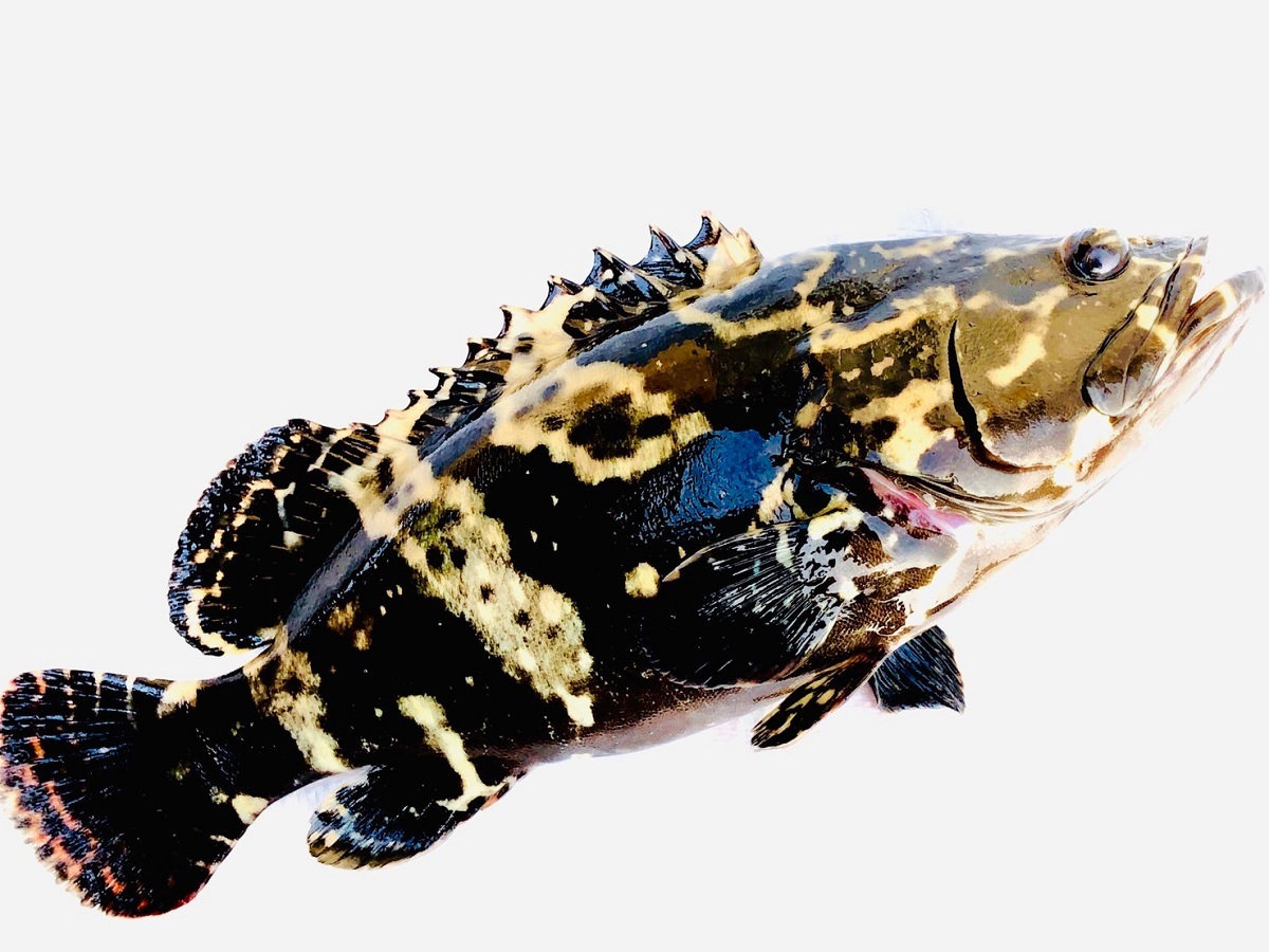 活體龍虎石斑魚