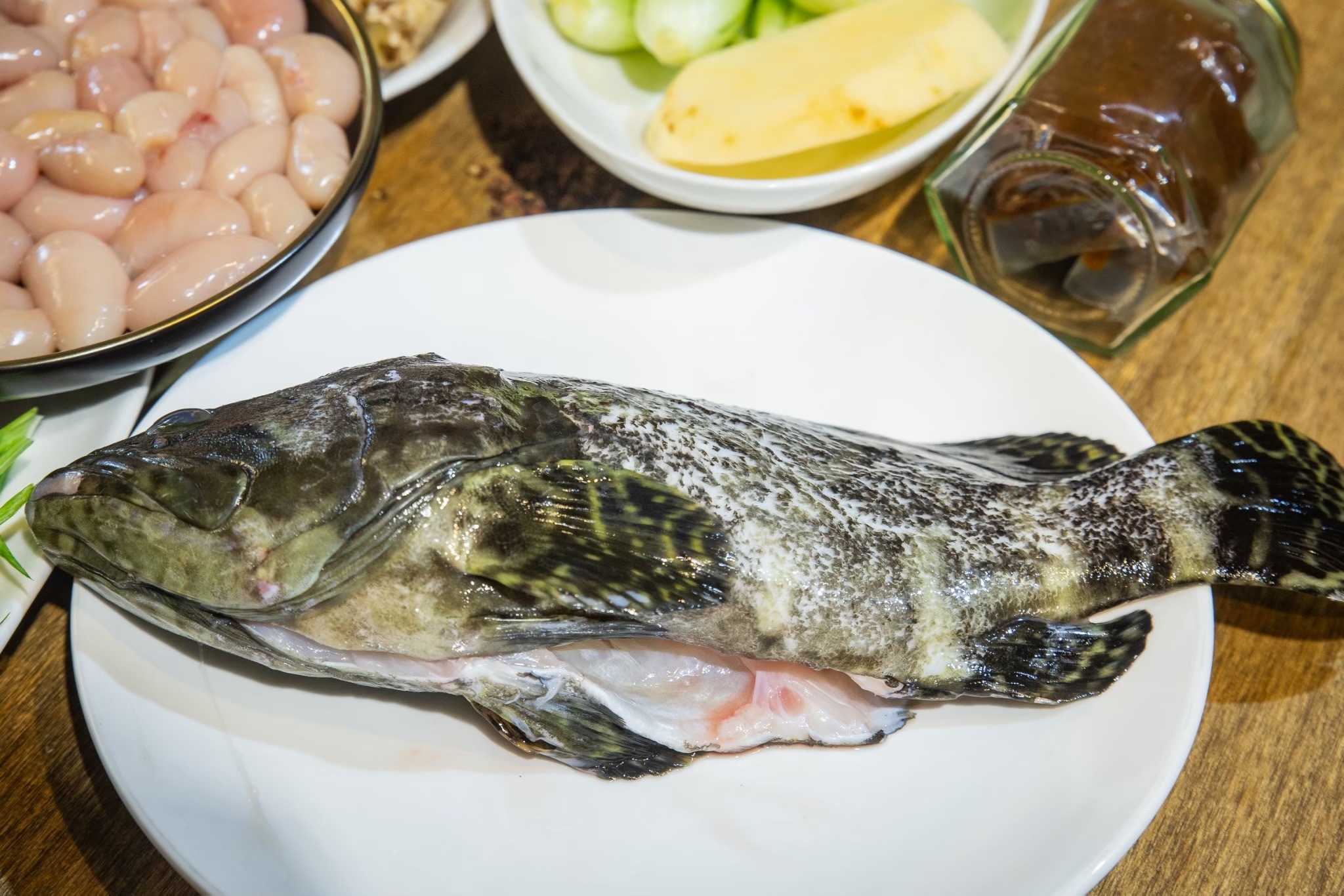 活體龍虎石斑魚