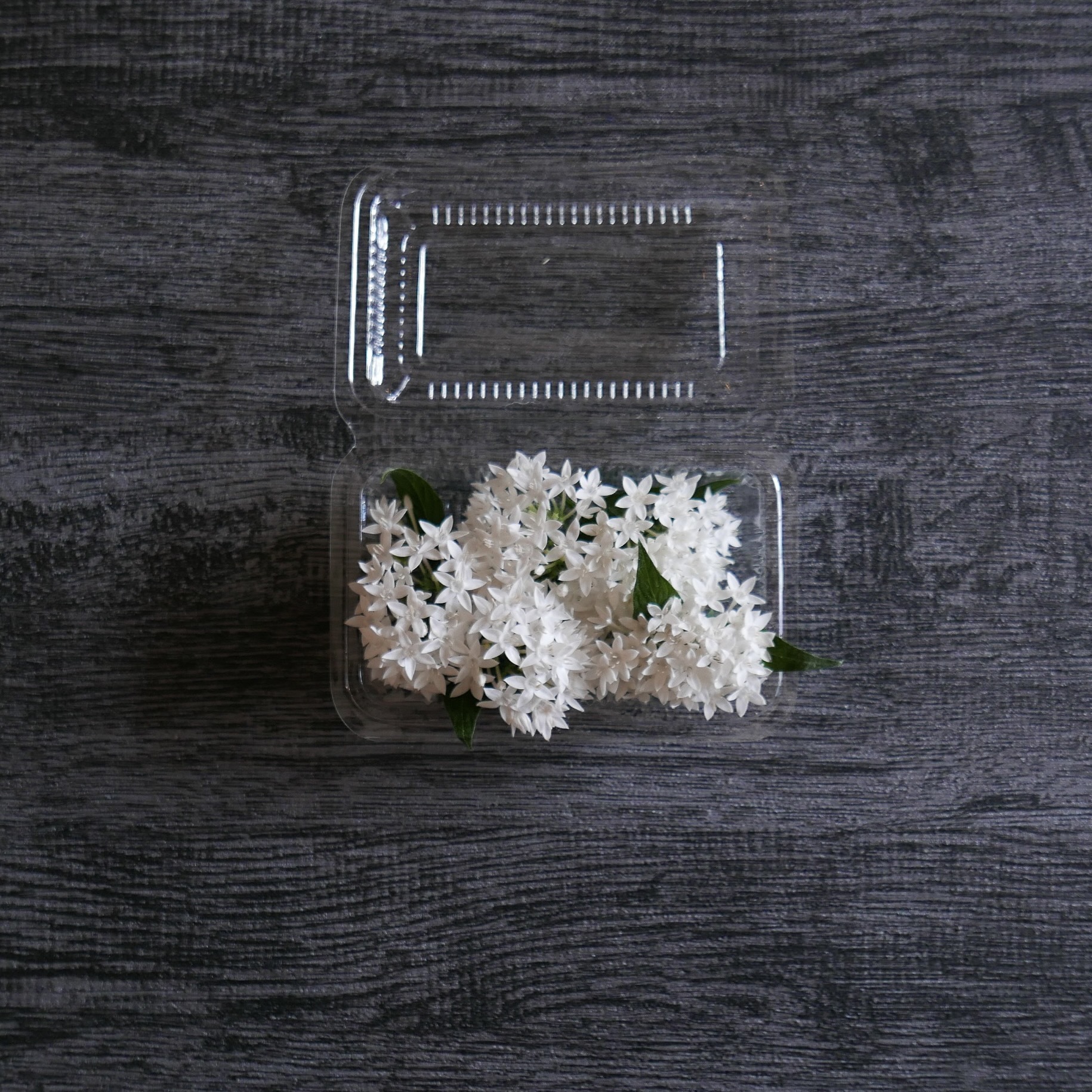 繁星花 (綜合/白)