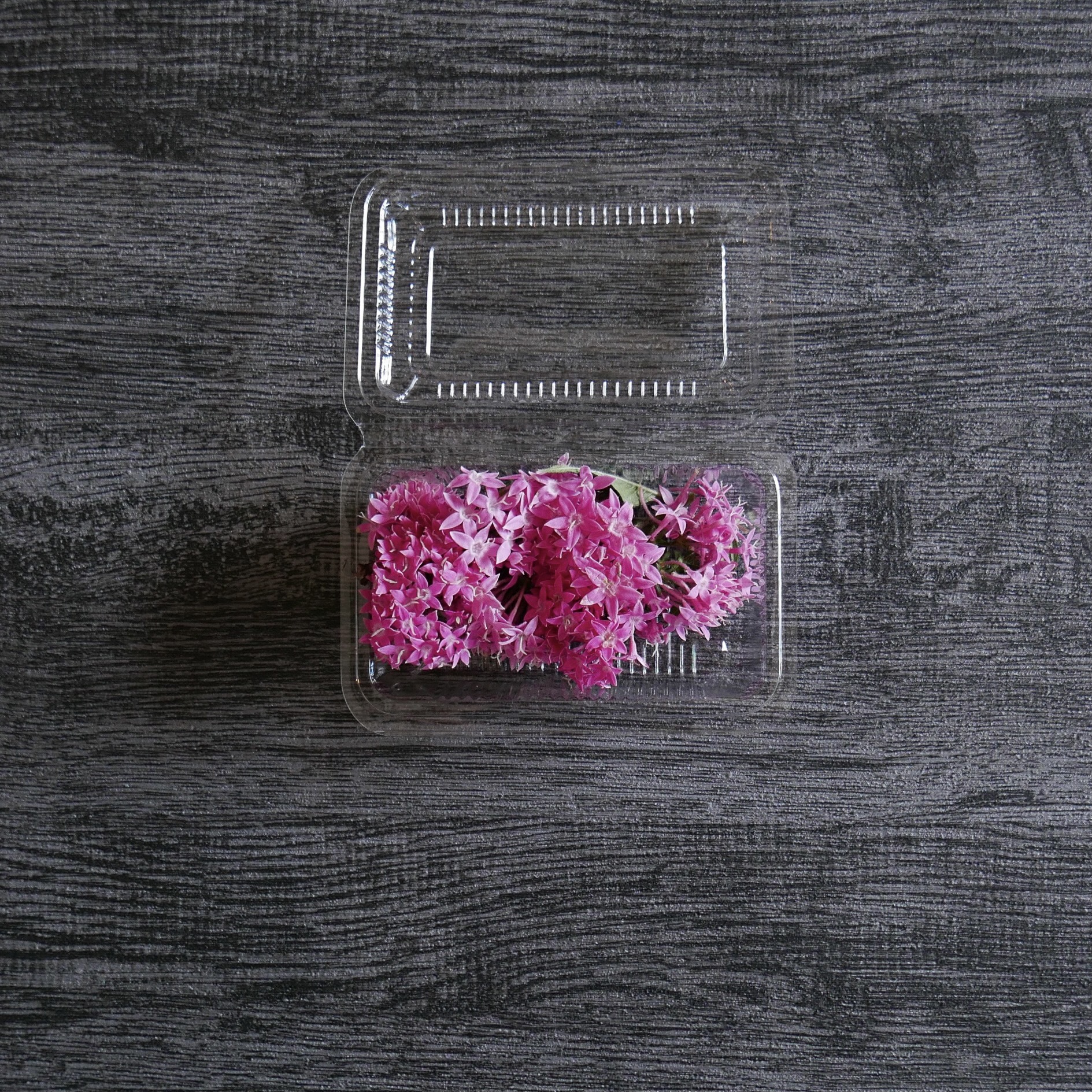 繁星花 (綜合/白)