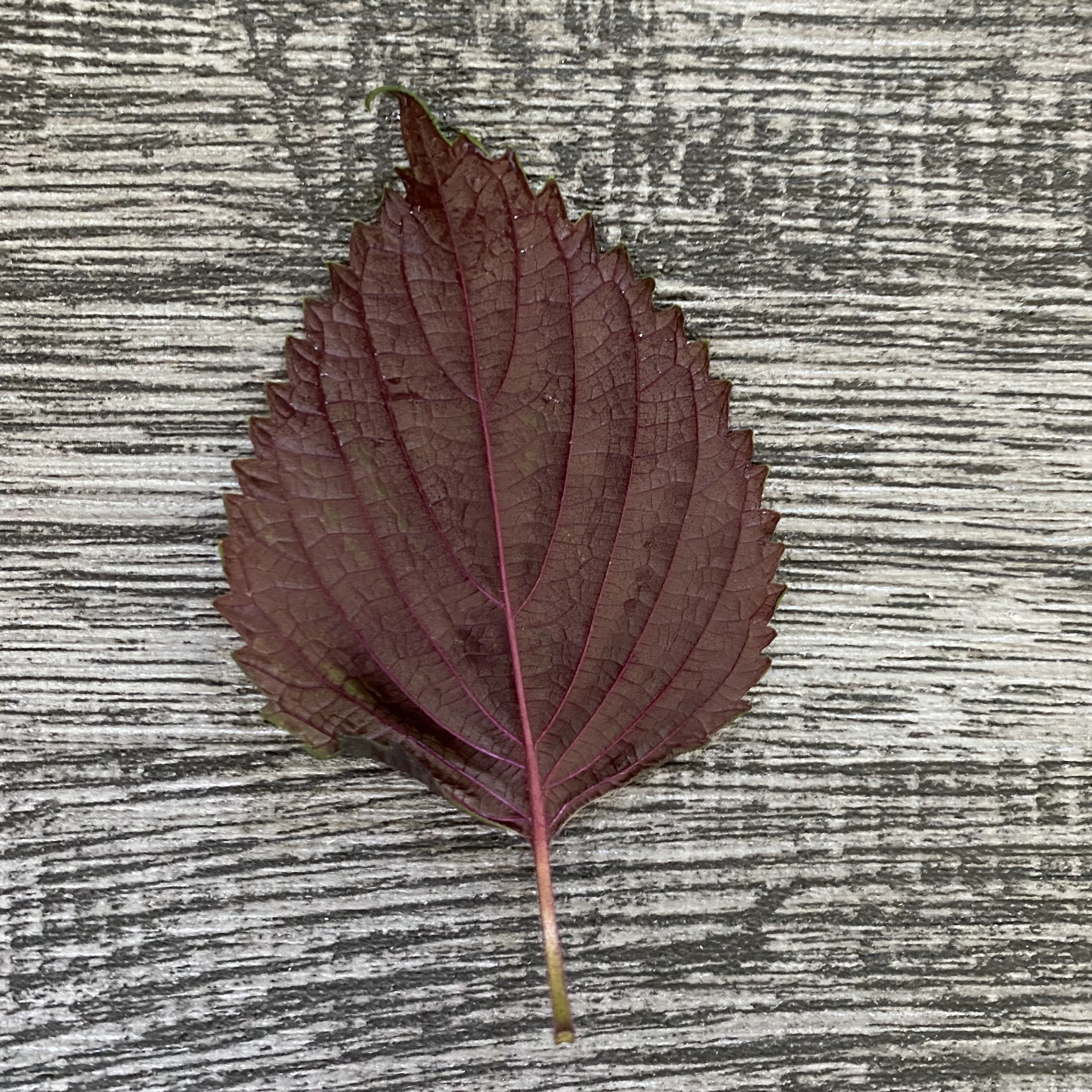 紫蘇葉 (紅/綠)