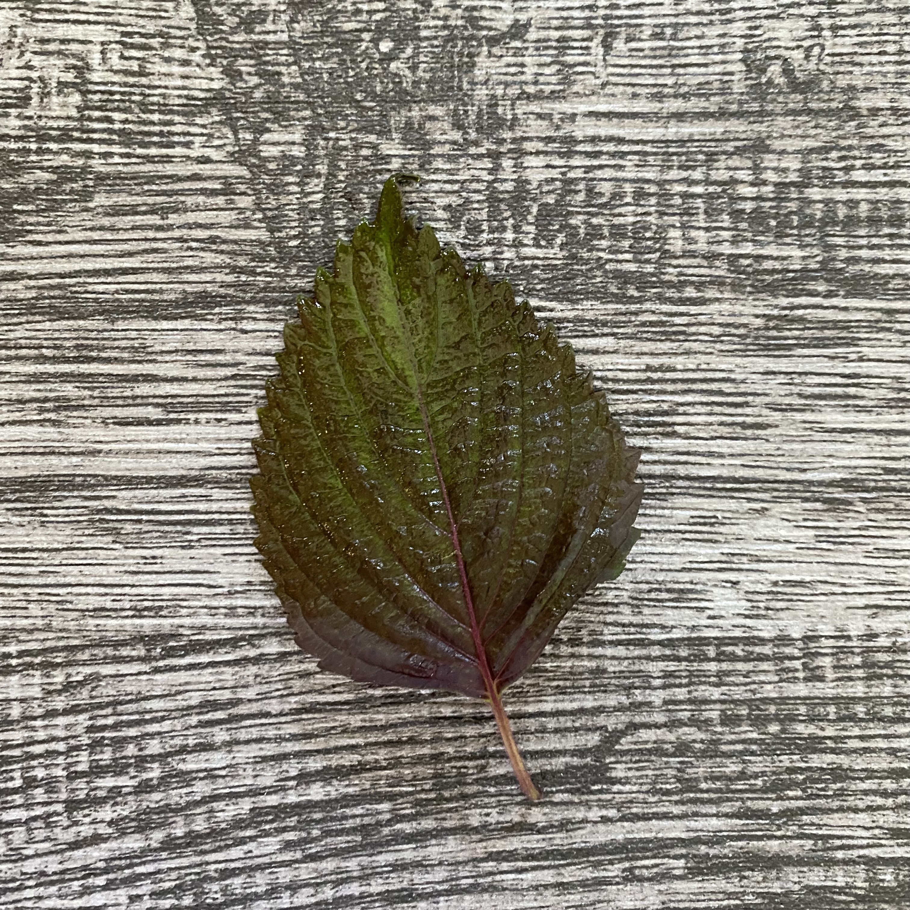 紫蘇葉 (紅/綠)