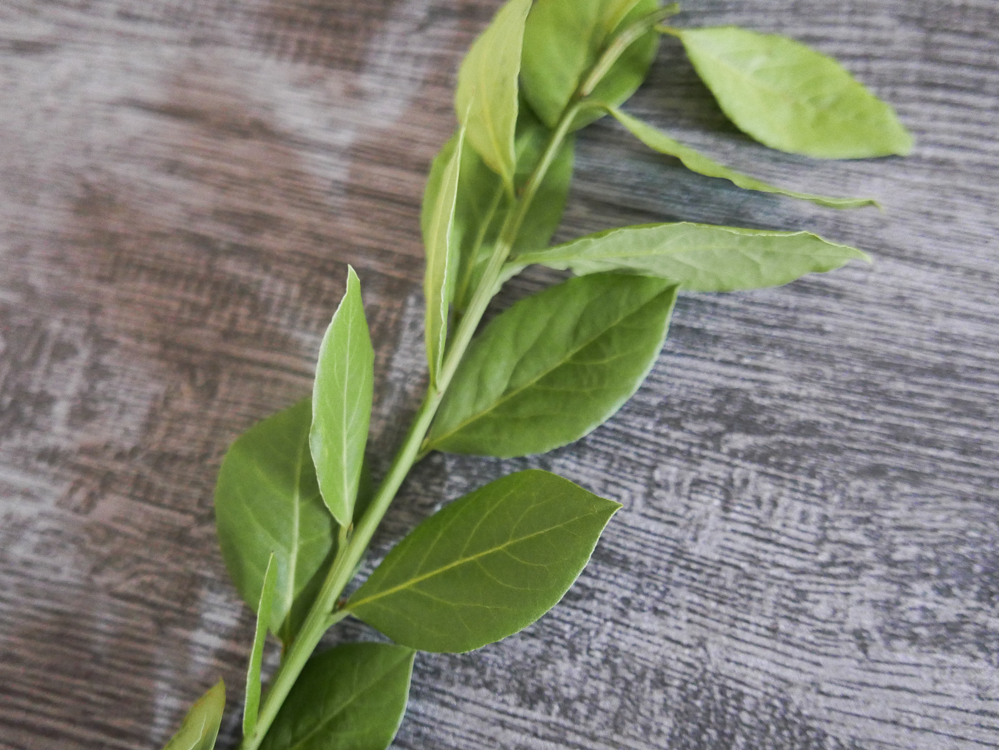 新鮮月桂葉