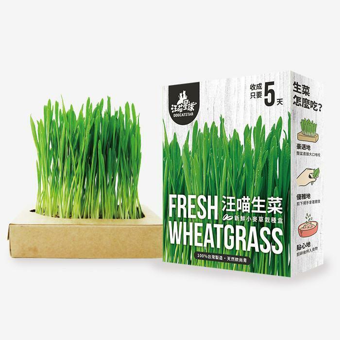 台灣【汪喵星球】貓草新鮮栽培盒-貓咪生菜