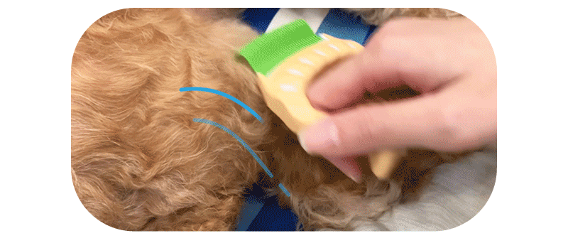 狗狗用貝殼梳梳毛