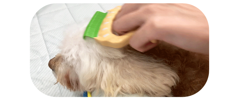 狗狗用貝殼梳梳毛