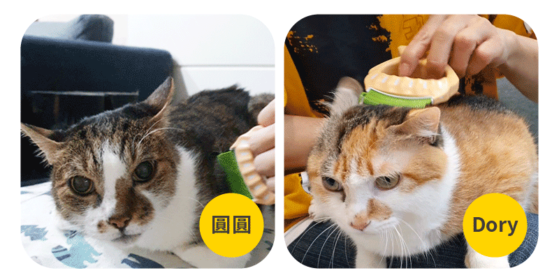 貓咪用貝殼梳梳毛