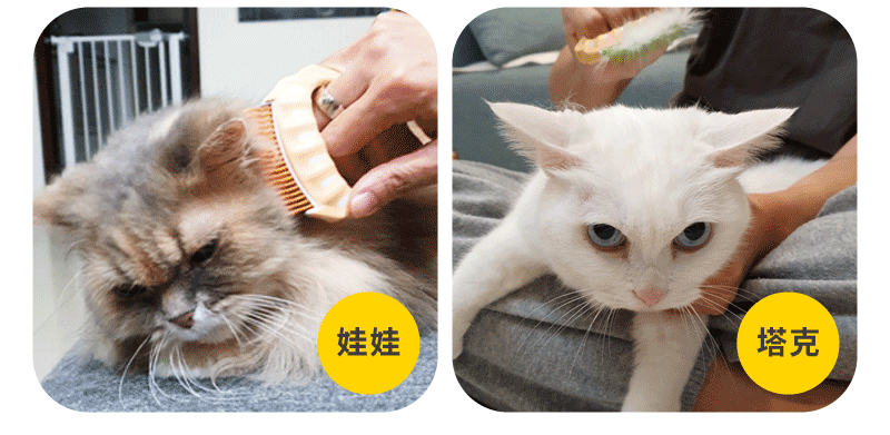 貓咪用貝殼梳梳毛
