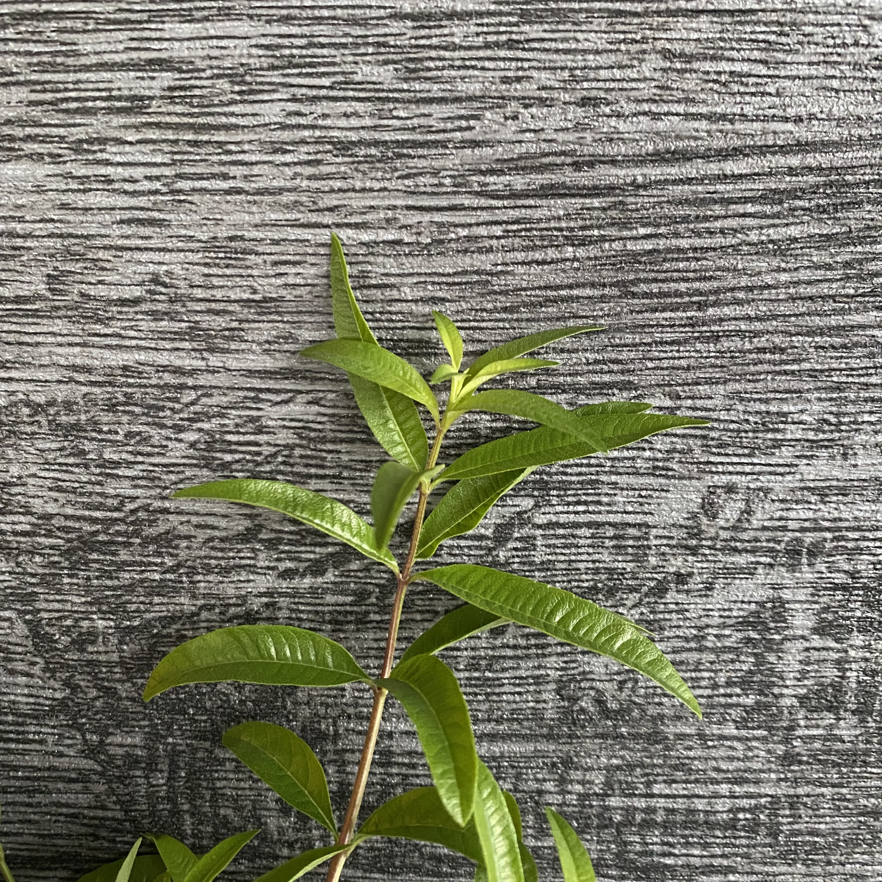 檸檬馬鞭草盆栽