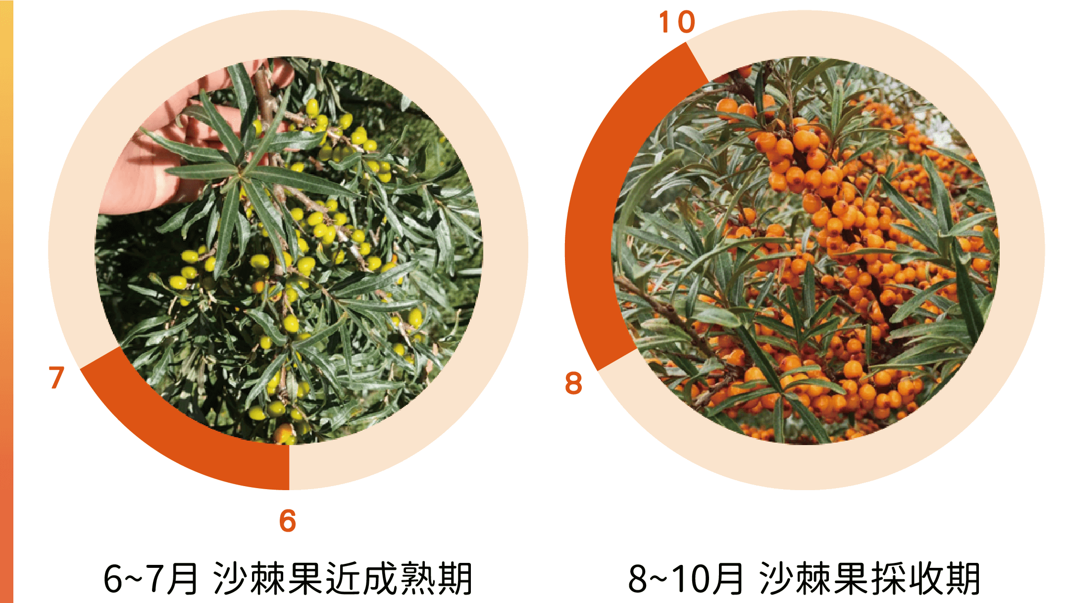 沙棘是什麼?沙棘的三大功效,竟是助成吉思汗順利遠征的秘方