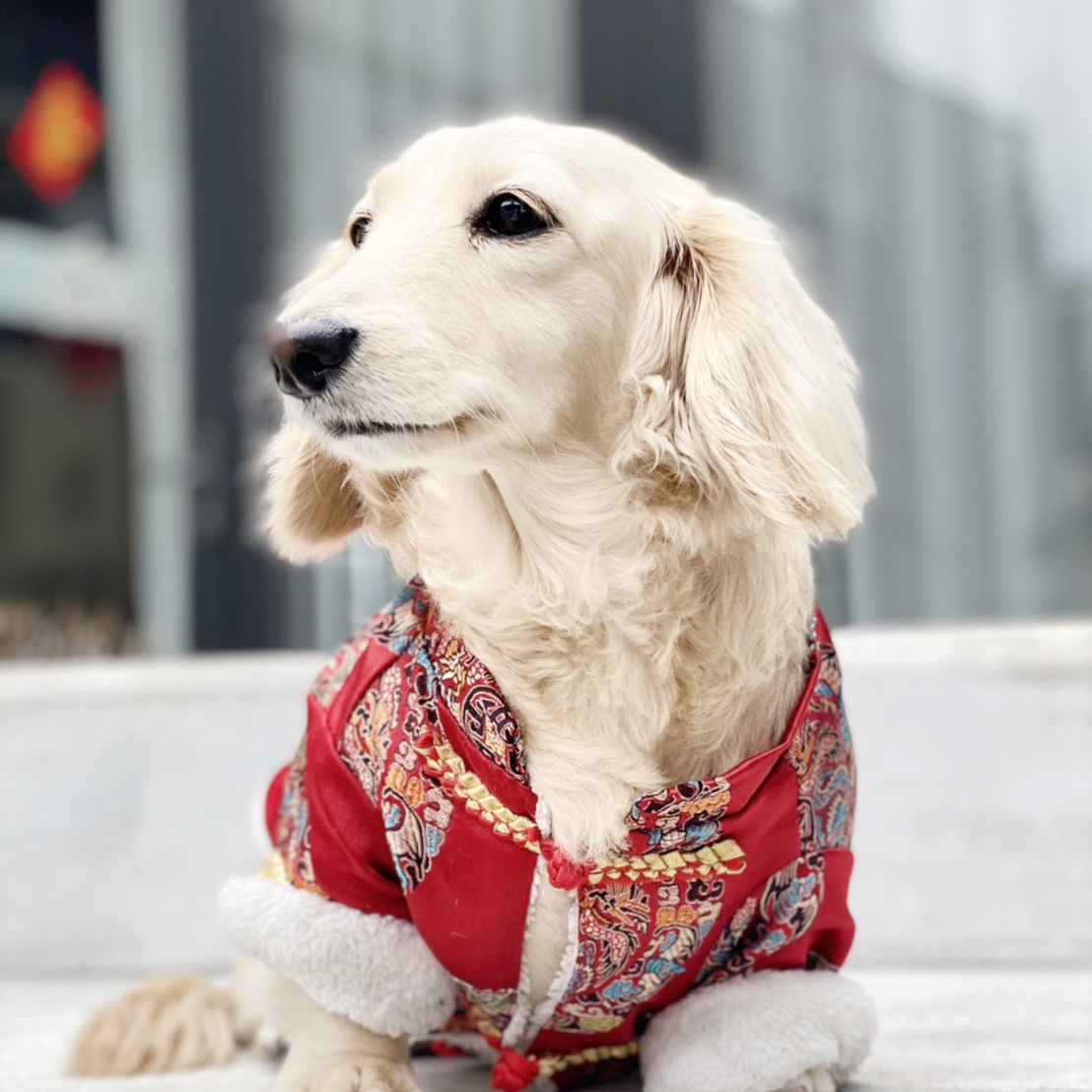 新春寵物中國風保暖漢服