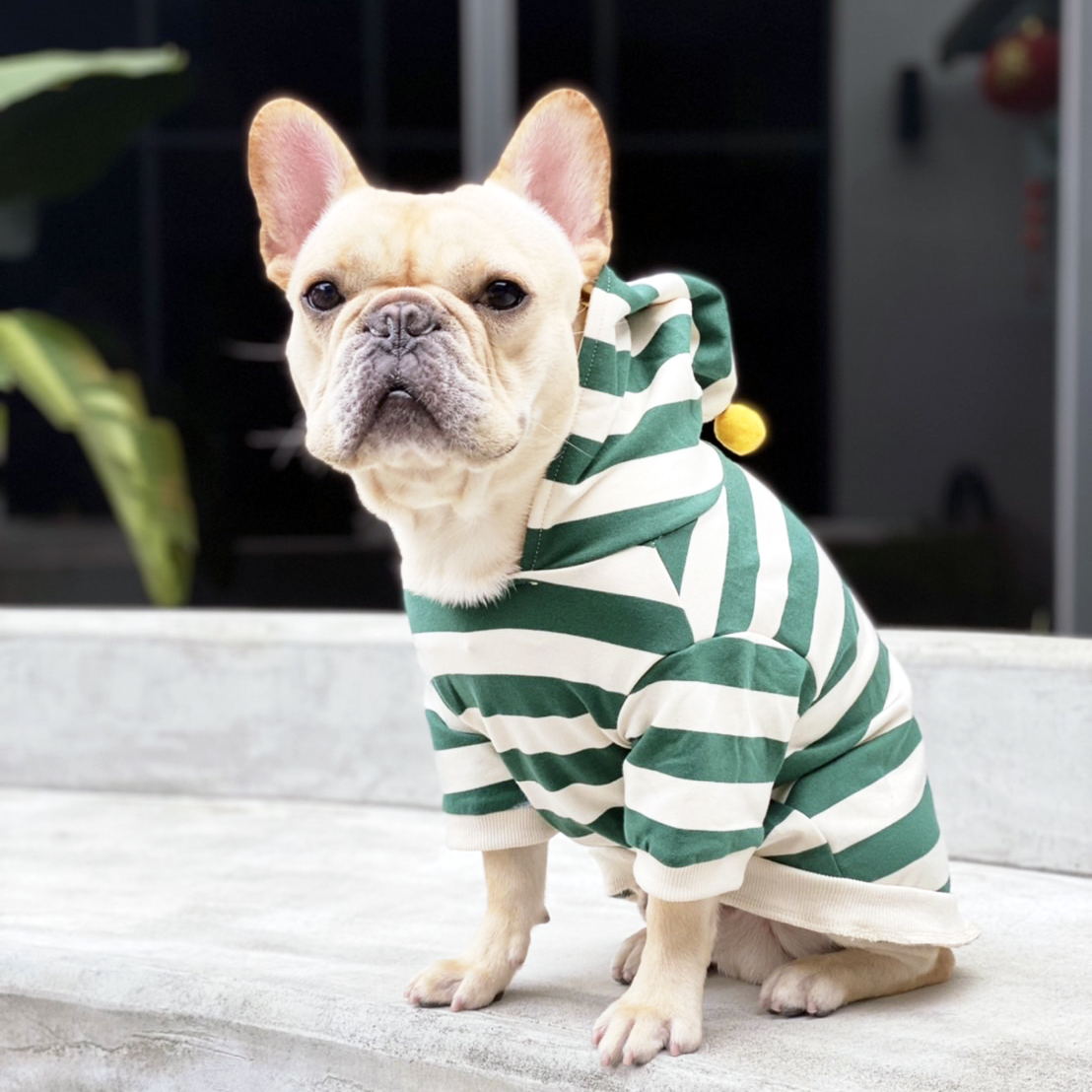 休閒風綠色條紋寵物連帽衣