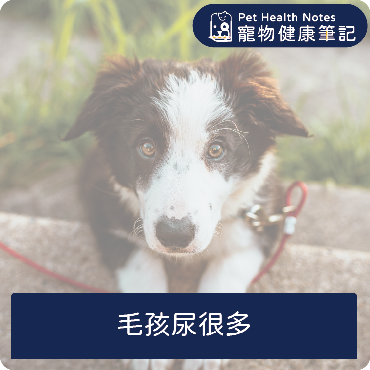 台灣,世界,貓,狗,健康,寵物,品牌,注意,飲食,專業,知識,獸醫,健康食品,寵物健康筆記,百科,尿多,糖尿病,腎臟病,尿崩