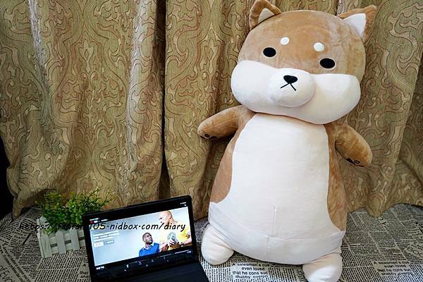 范范愛分享推薦傲嘟嘟的柴之助，療癒系娃娃