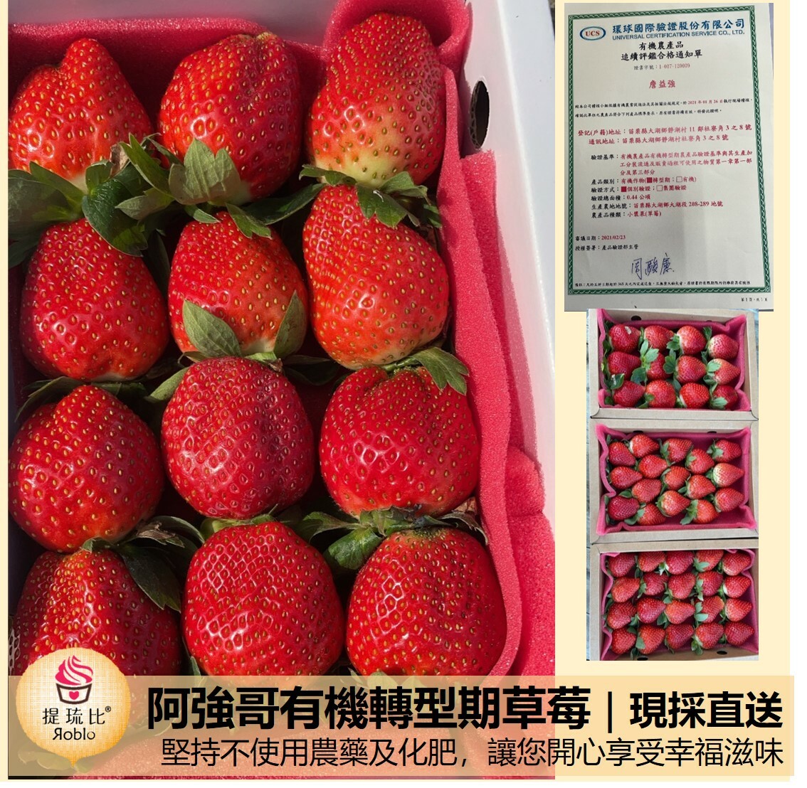 ★每年3月限定，歡迎來訊預購★ 苗栗大湖香水草莓 (果中之后)｜阿強哥有機轉型期草莓｜苗栗大湖現採直送