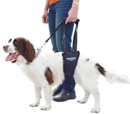 GingerLead 小型雄犬 步行挽帶