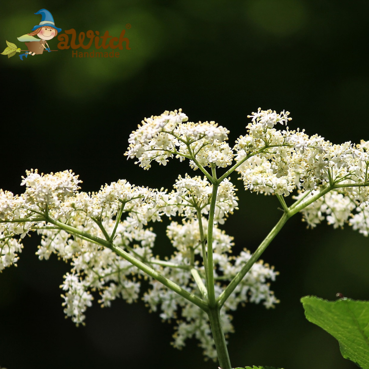 白麝香香精（定香）