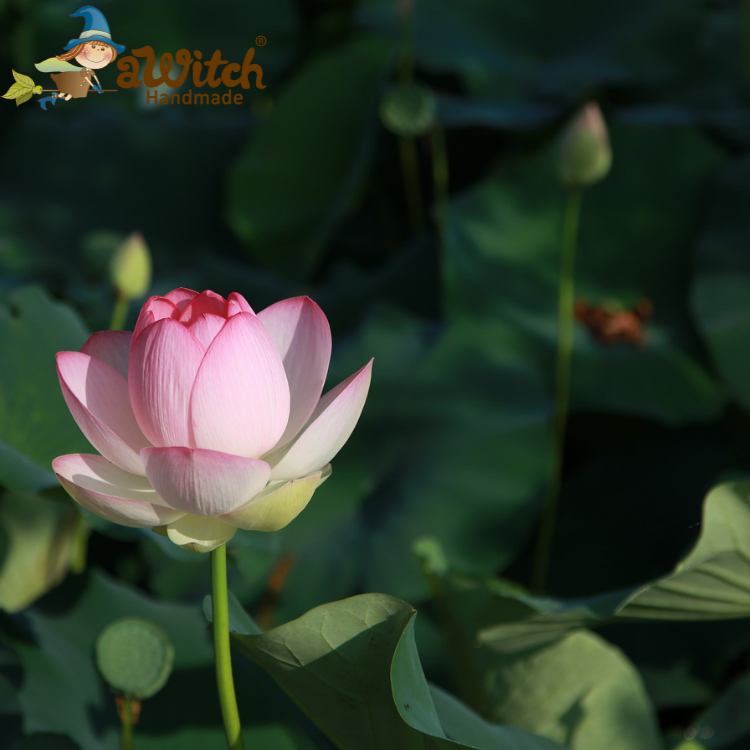 荷花香精 蓮花香精