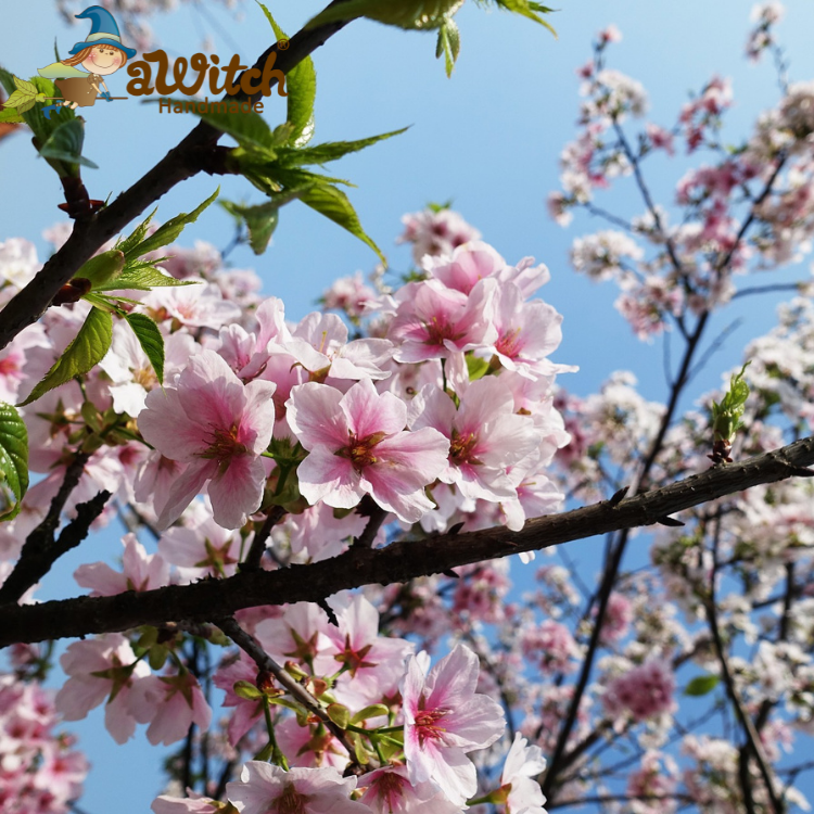 山櫻花香精 緋寒櫻香精