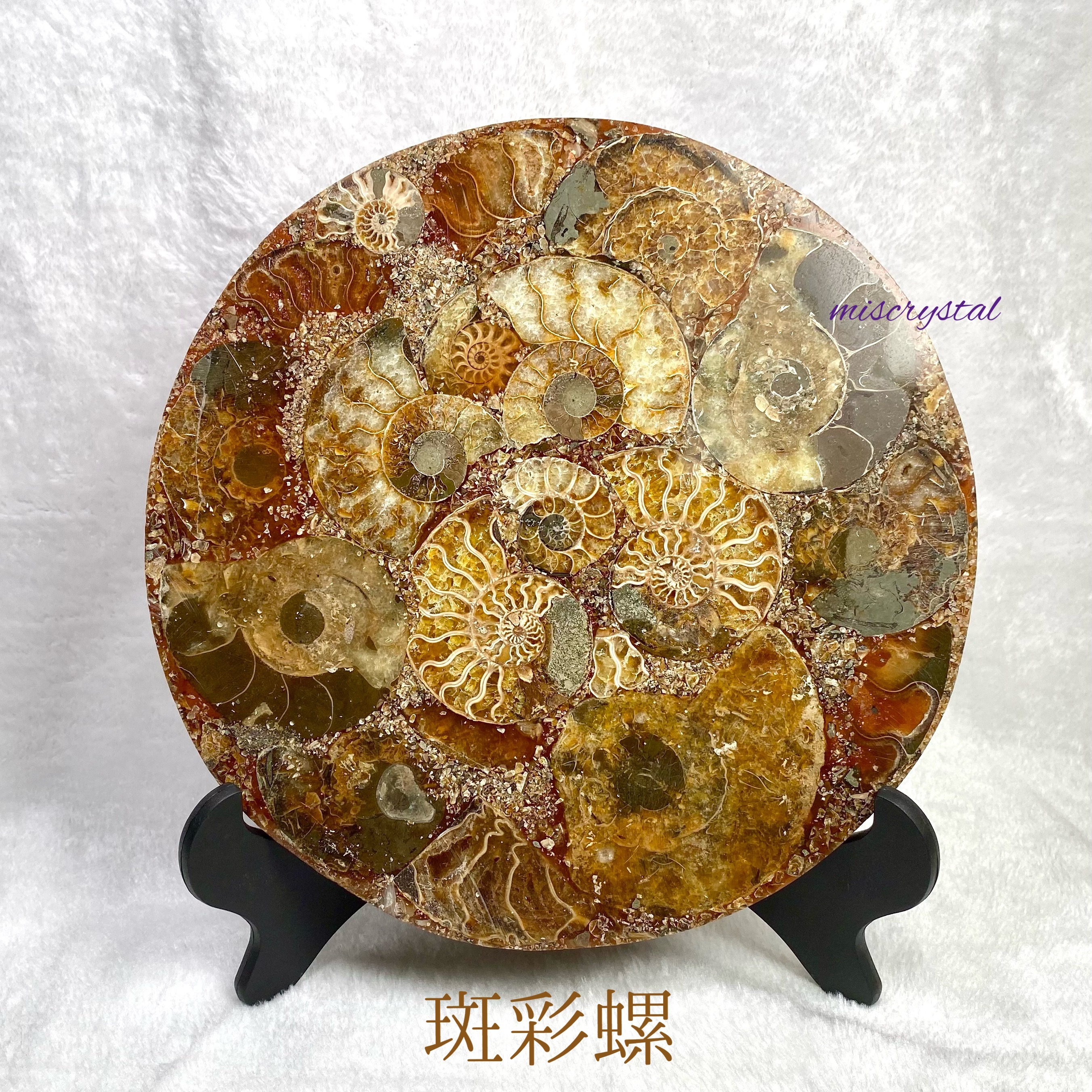 斑彩螺風水擺件 #H169