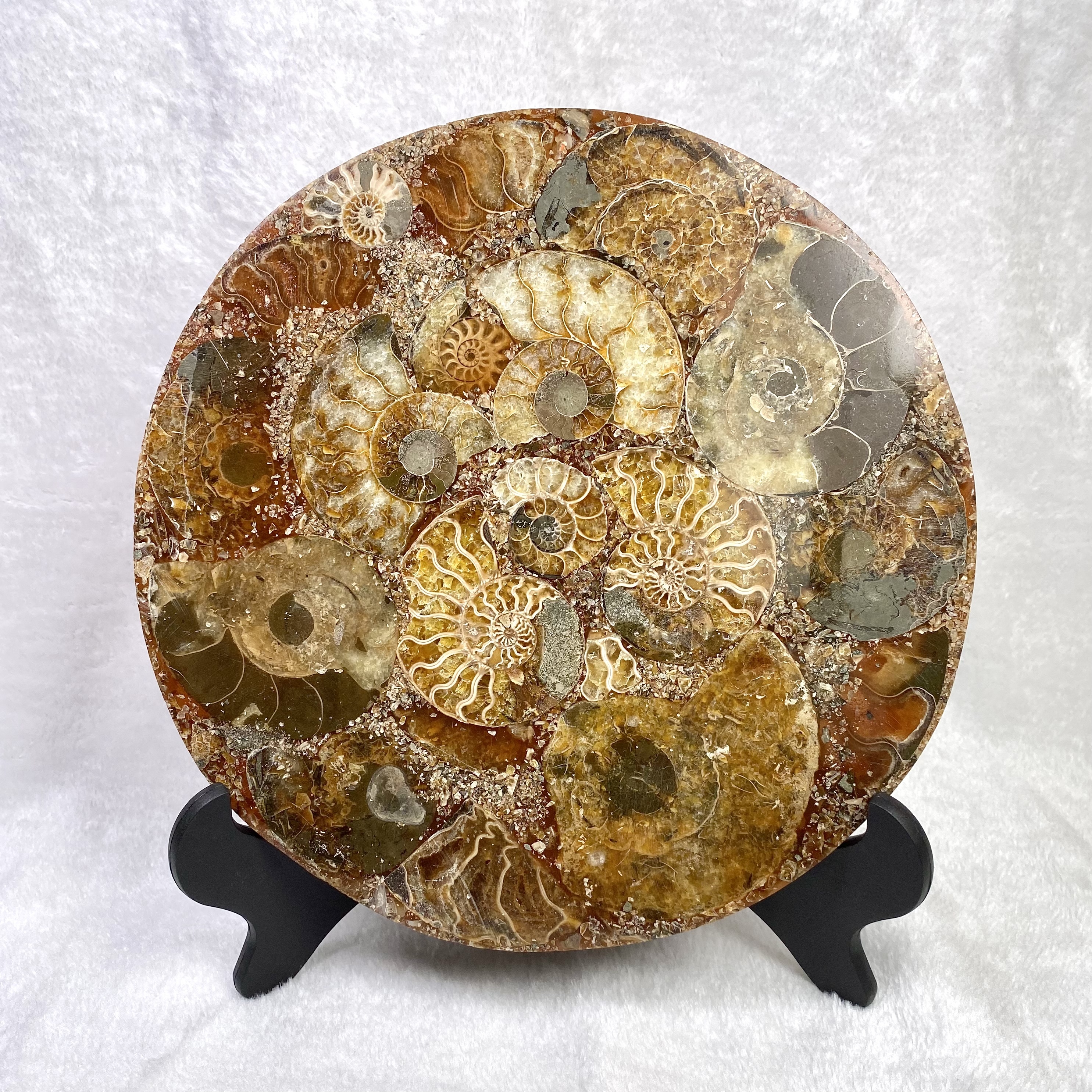 斑彩螺風水擺件 #H169