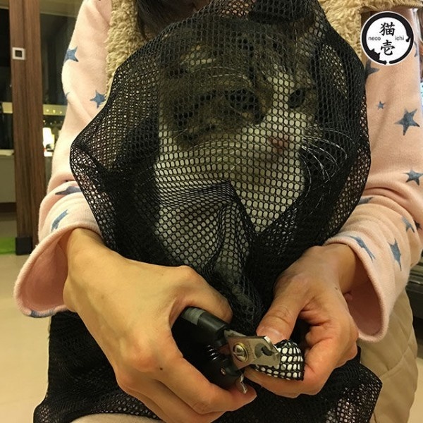 Necoichi 貓壹 貓貓安心網