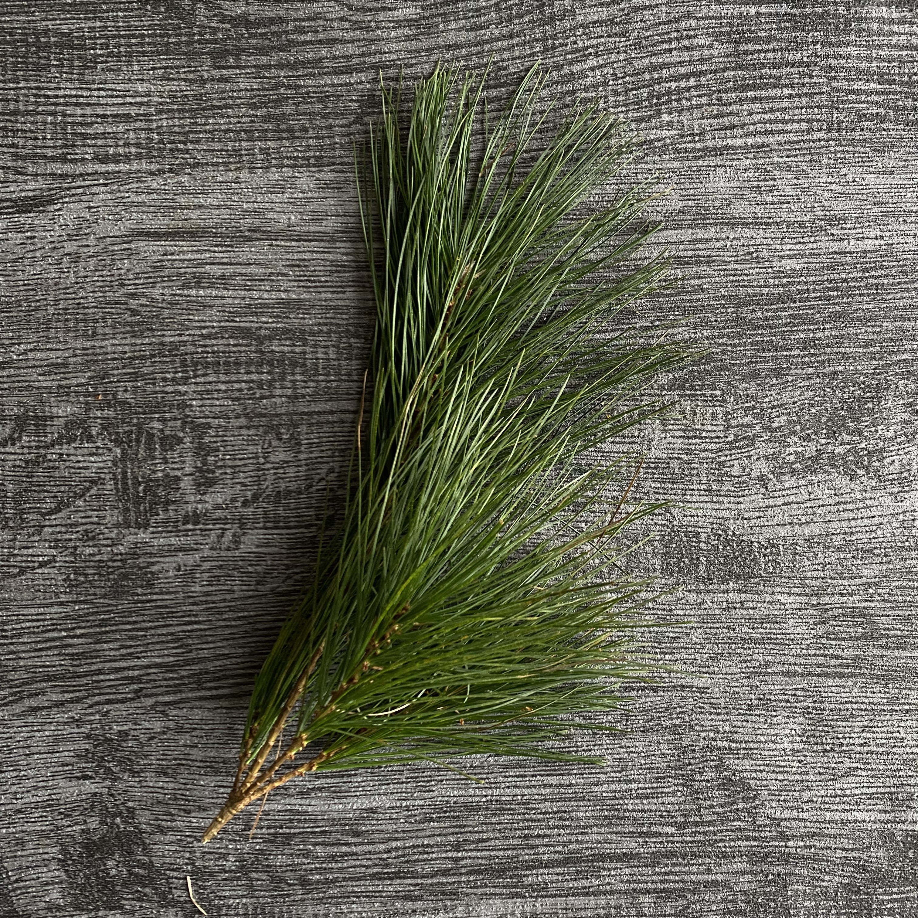 松針（五葉松）