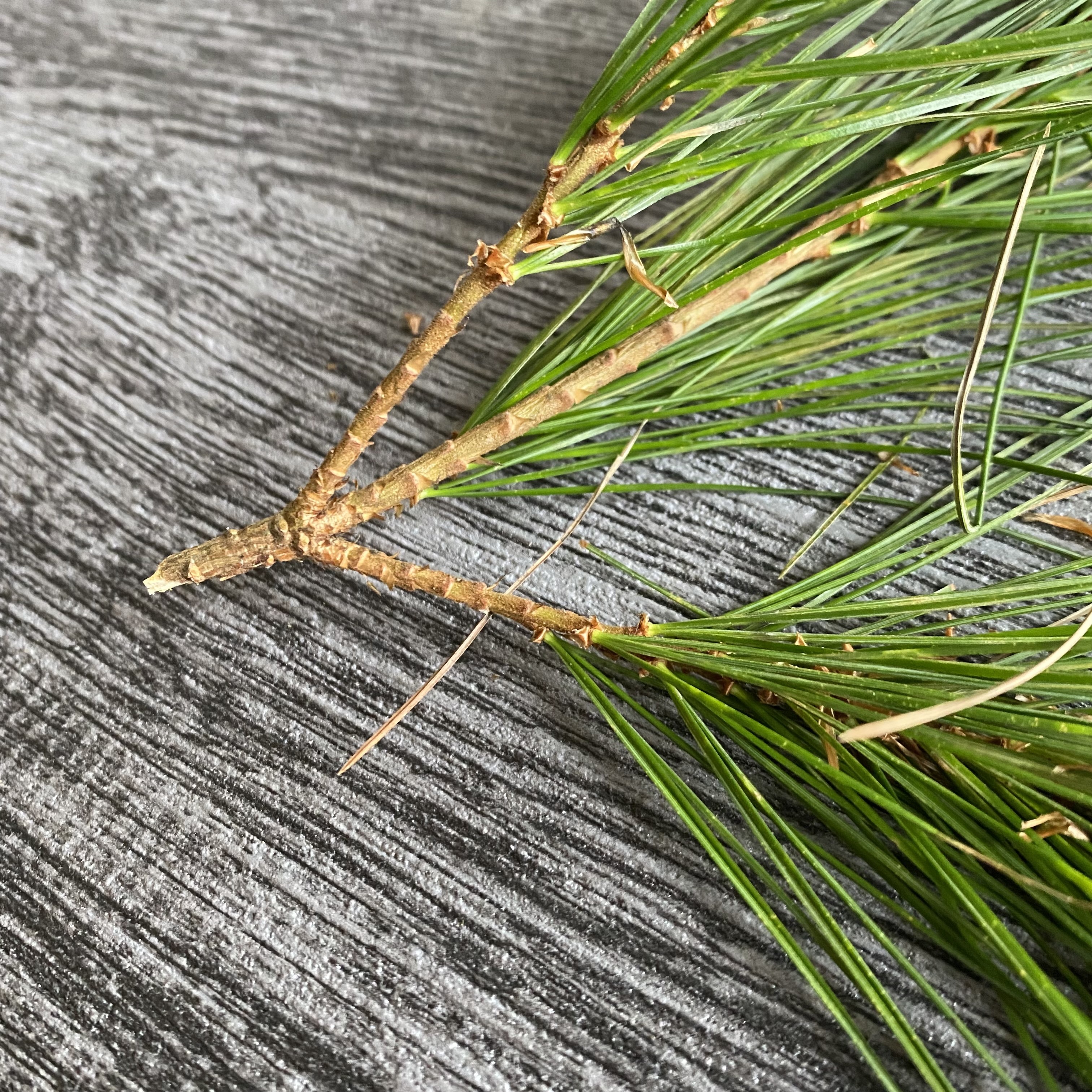 松針（五葉松）