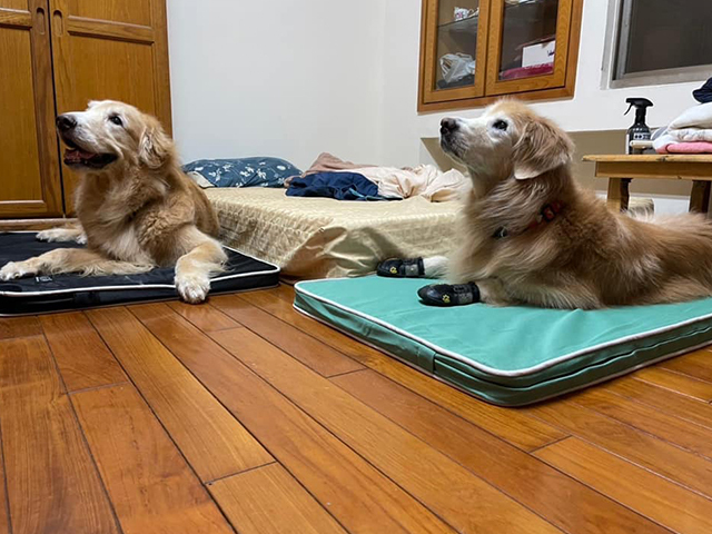 小眼妮妮與破壞王米果-LIFEAPP寵物緩壓睡墊