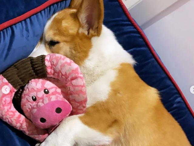 Donut The Corgi 🍩 抖拿圈圈-尊爵堡