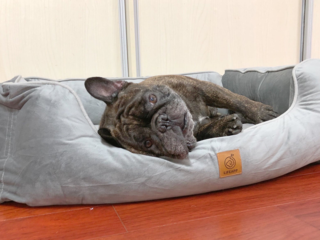 LIFEAPP尊爵堡-法國鬥牛犬-控肉&鼻康