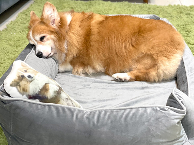 尊爵堡- Kuma熊醬家短腿ㄧ族