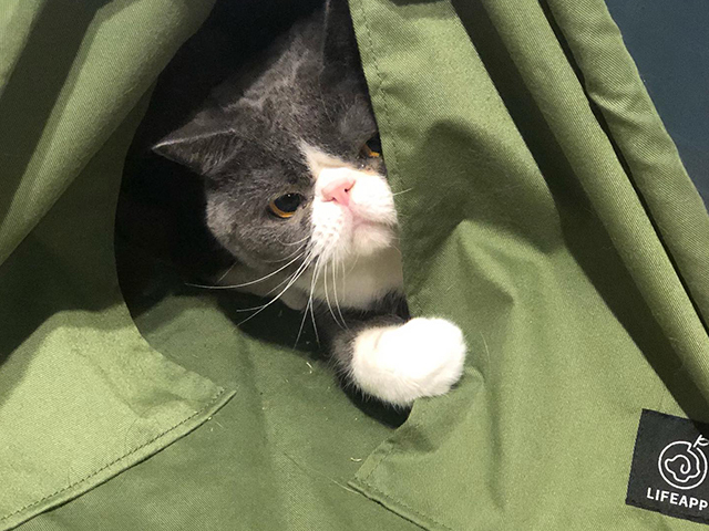 劉伯伯是隻貓-小貓山丘