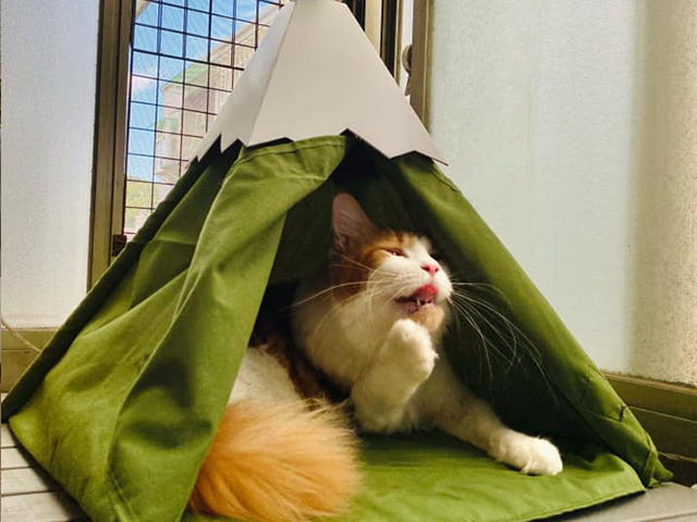 LIFEAPP小貓山丘-胖孩成長日記