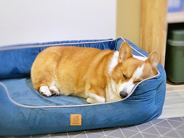 喵星球上的小短腿ｘ柯基犬樂樂-尊爵堡