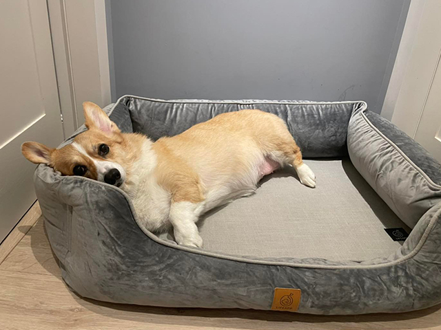 柯基搭搭 & 搭媽的日常-尊爵堡