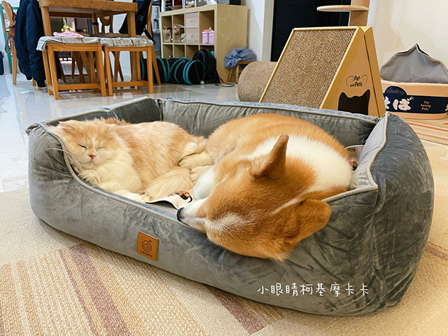 小眼睛柯基摩卡卡-LIFEAPP尊爵堡