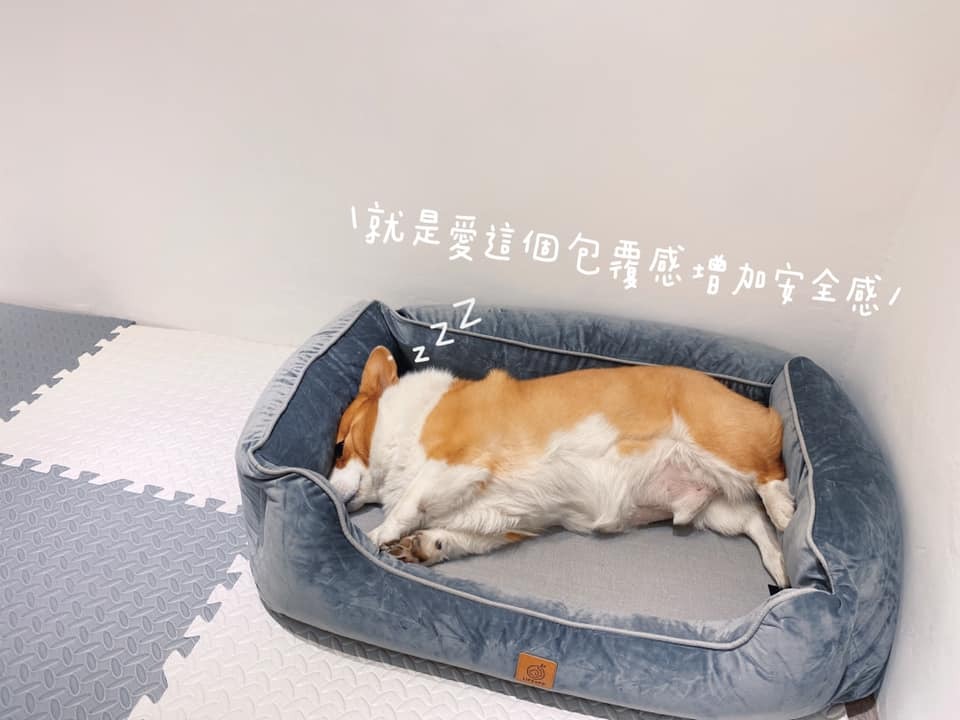 短腿男模柯基Beetle-LIFEAPP尊爵堡