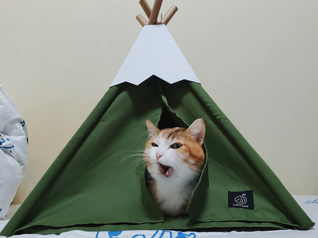 LIFEAPP小貓山丘-肥肚肚啊肥