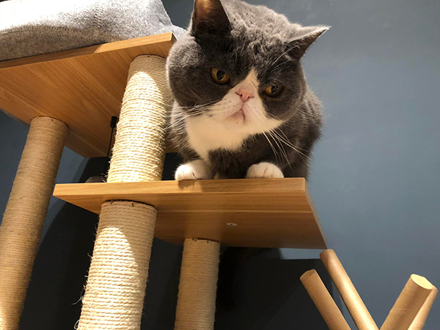 LIFEAPP跳跳貓塔-劉伯伯是隻貓