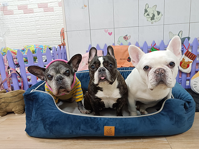 法國來的三隻豬 -噗瑪&牧塔&臭咩-LIFEAPP尊爵堡