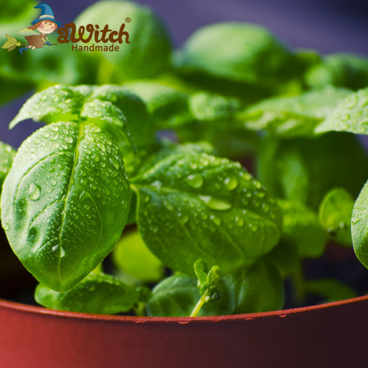 青檸羅勒香水香精