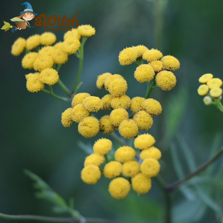 黃金蠟菊香水香精 永生花香精