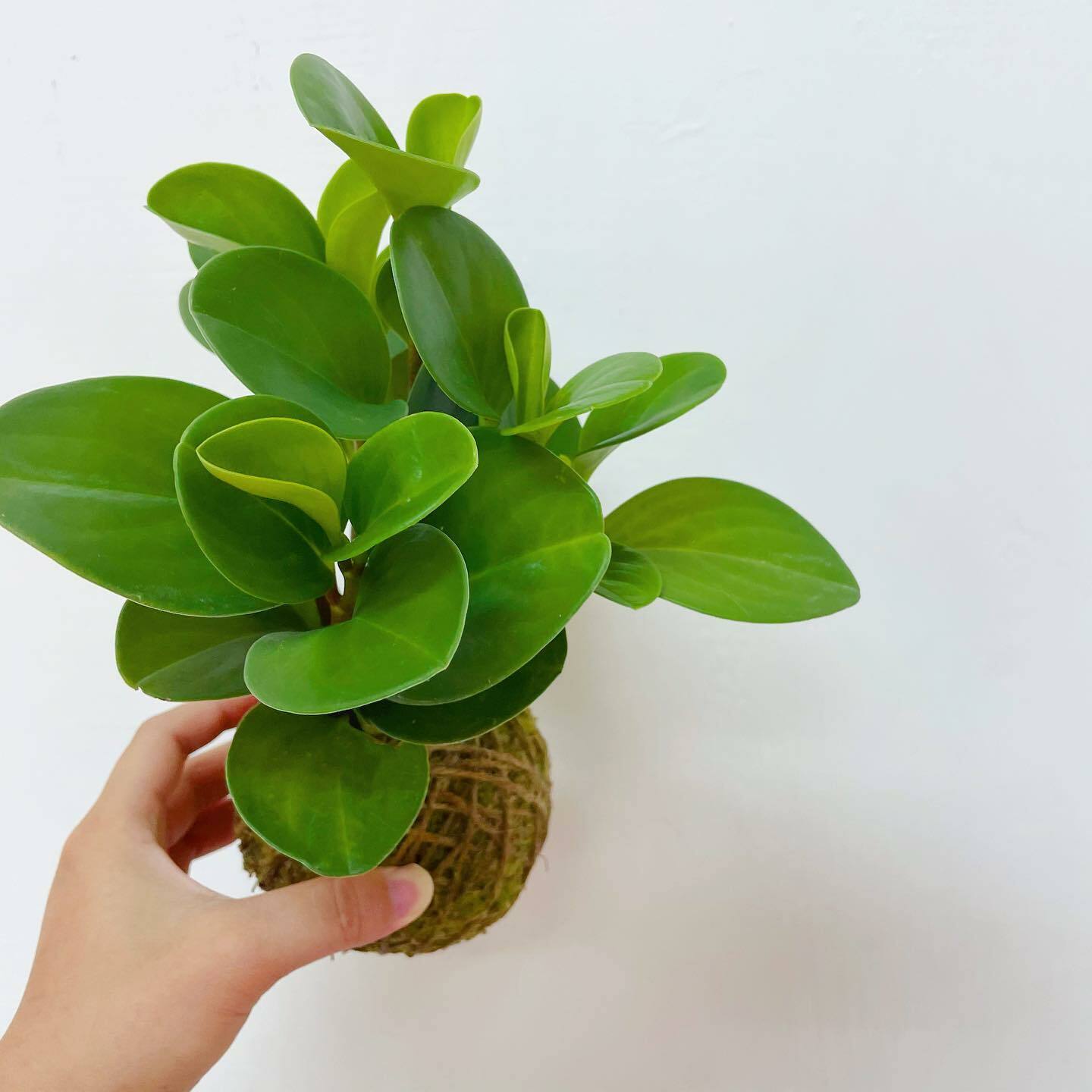 圓葉椒草苔球