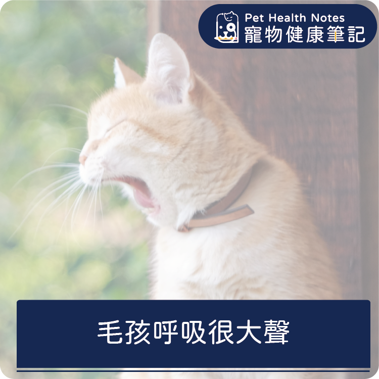 台灣,世界,貓,狗,健康,寵物,品牌,注意,專業,知識,獸醫,健康食品,寵物健康筆記,呼吸聲大,運動不耐,氣道狹窄,巴哥