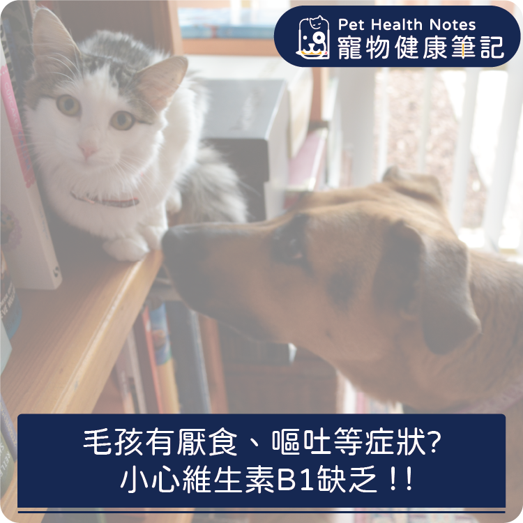 台灣,世界,貓,狗,健康,寵物,品牌,營養,專業,維生素,知識,獸醫,健康食品,五行貓膳,罐頭,寵物健康筆記