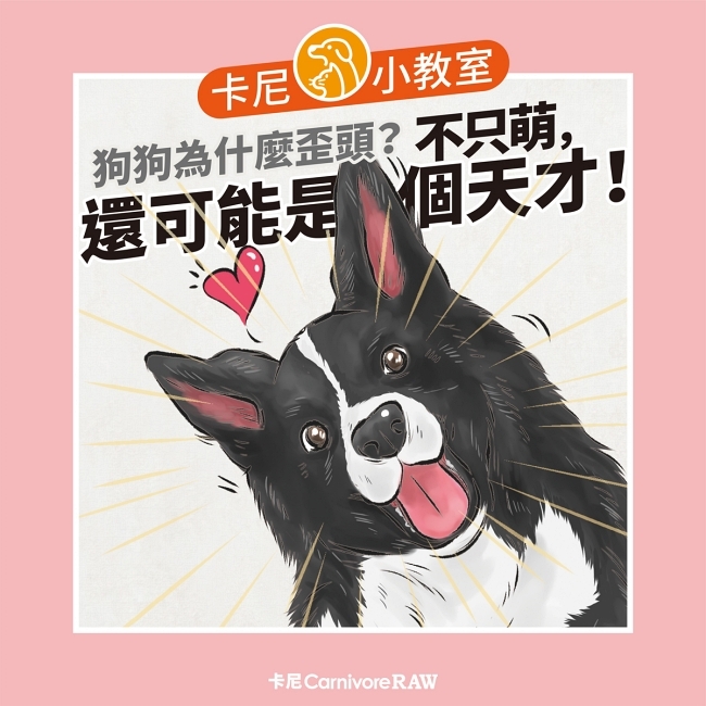 歪頭的邊境牧羊犬