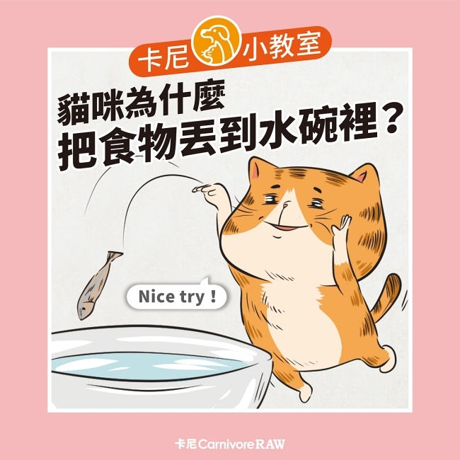 貓把食物丟到水裡