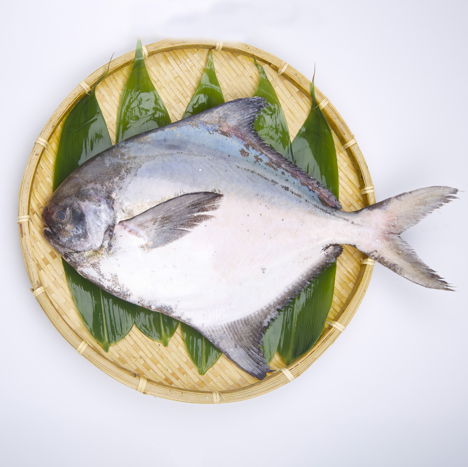 真名鰹/鯧魚 約1.5-2kg